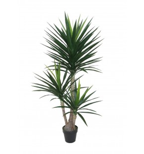 Potted 160cm Yucca for Sale - Buy Online | Austina