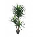 Potted 160cm Yucca