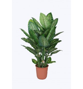 Potted 120cm Dieffenbachia for Sale-Buy Online|Austina