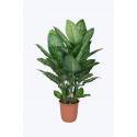Potted 120cm Dieffenbachia