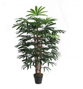 Potted 150cm Rhapis for Sale - Buy Online | Austina
