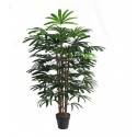 Potted 150cm Rhapis