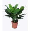 Potted 90cm Philodendron