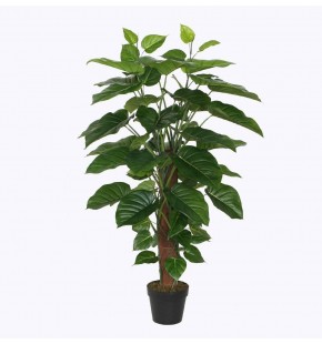 Potted 120cm Pothos for Sale - Buy Online | Austina