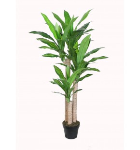 Potted 120cm Dracaena for Sale - Buy Online|Austina