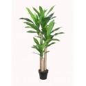 Potted 120cm Dracaena