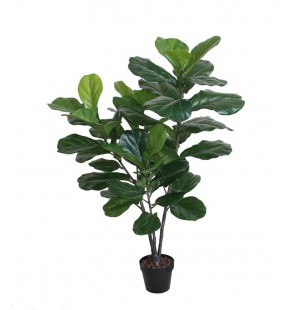 Potted 120cm Fiddle Tree for Sale-Buy Online|Austina