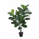Potted 120cm Fiddle Tree