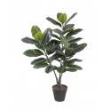 Potted 90cm Rubber Plant