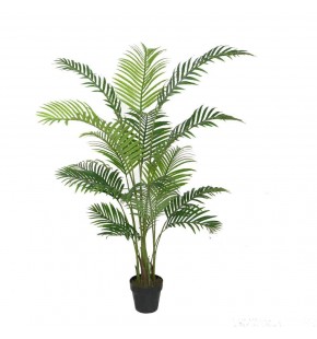 Potted 160cm Areca Palm for Sale-Buy Online|Austina