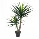 Potted 120cm Yucca