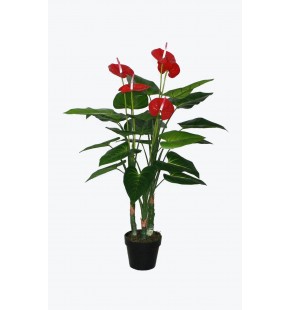 Potted 110cm Anthurium for Sale-Buy Online|Austina